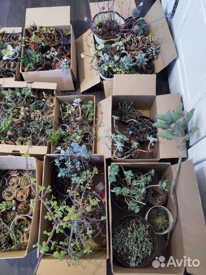 Ухожу из хобби, пристраиваю коллекцию суккулентов