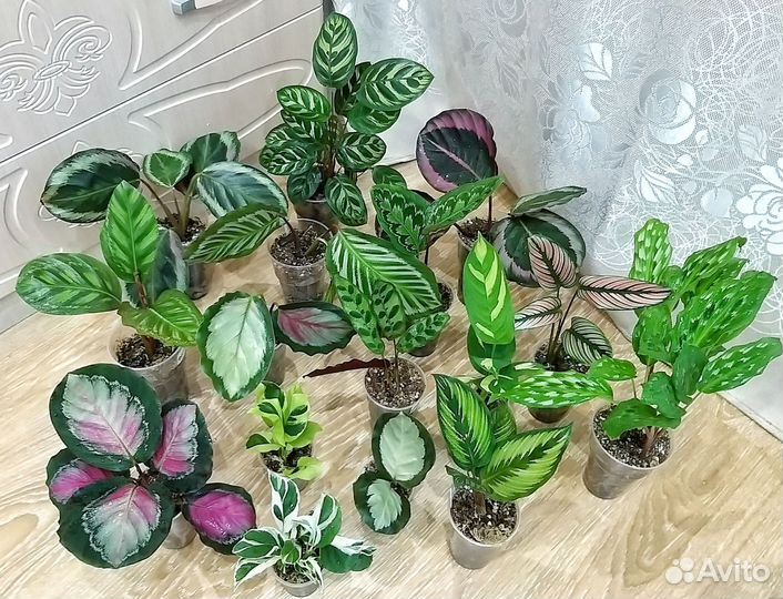 Калатеи, алоказии, филодендроны