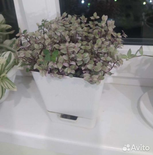 Коллизия розовая пантера