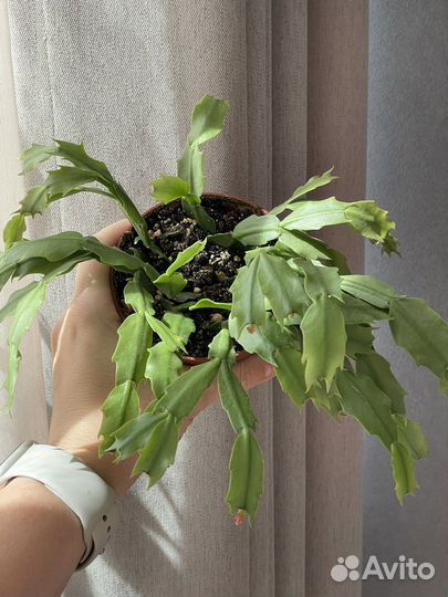 Декабрист шлюмбергера