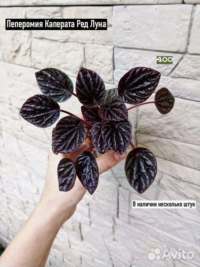 Пеперомия и Сциндапсус