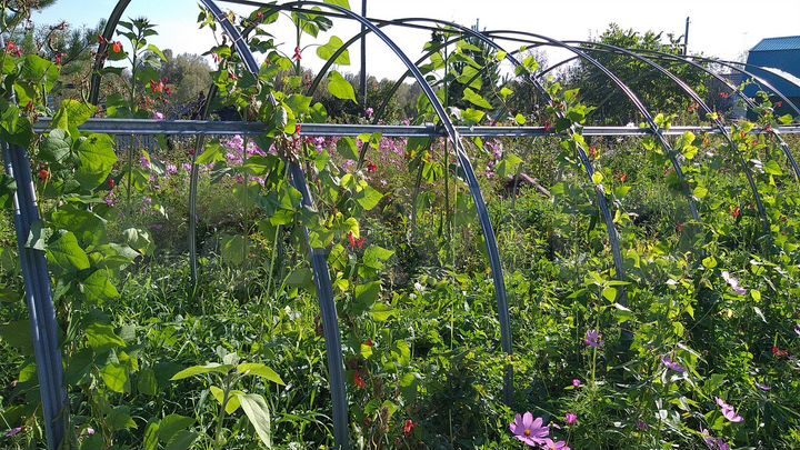 Участок 8 сот. (СНТ, ДНП)