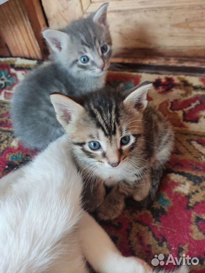 Кошка в дар