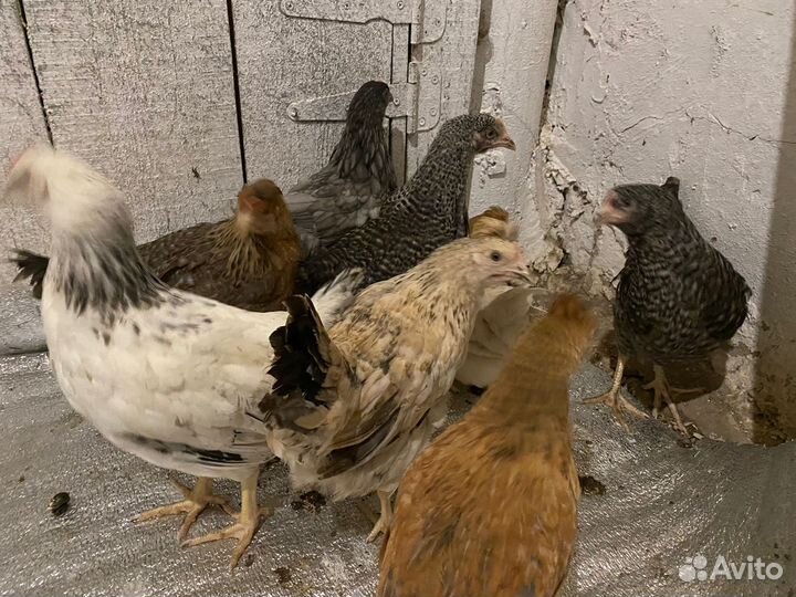 Курочки молодки от 4,5 месяцев все курочки