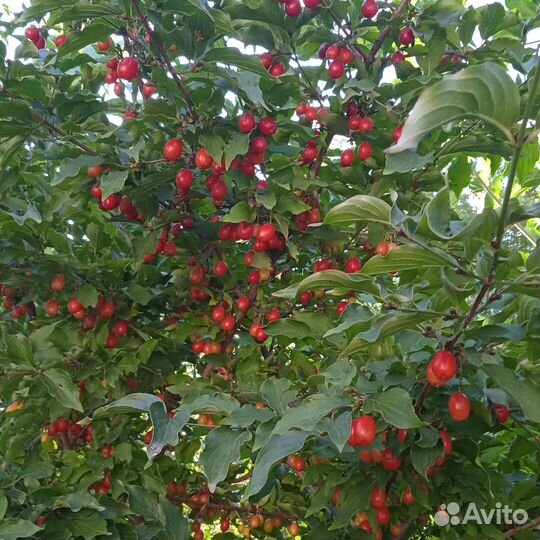 Саженцы кизила