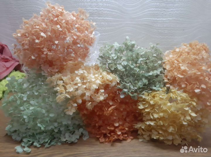 Стабилизированная гортензия