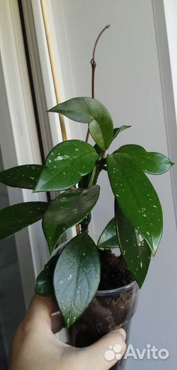 Комнатные растения