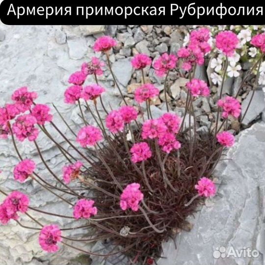 Армерия Рубрифолия