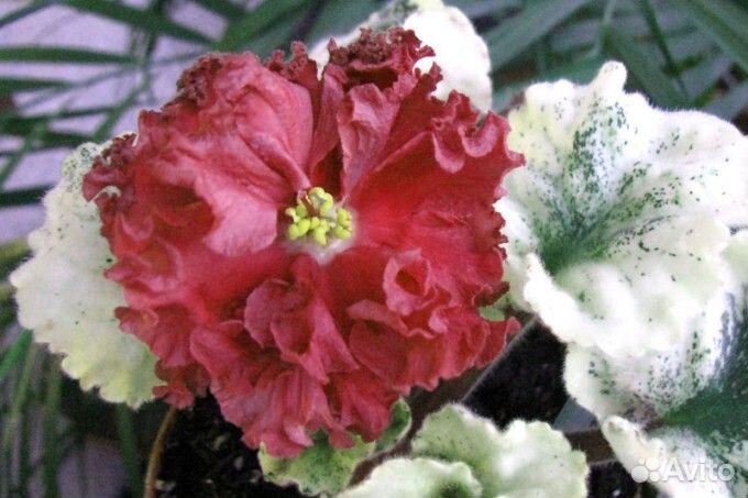 Цветущие фиалки в подарок