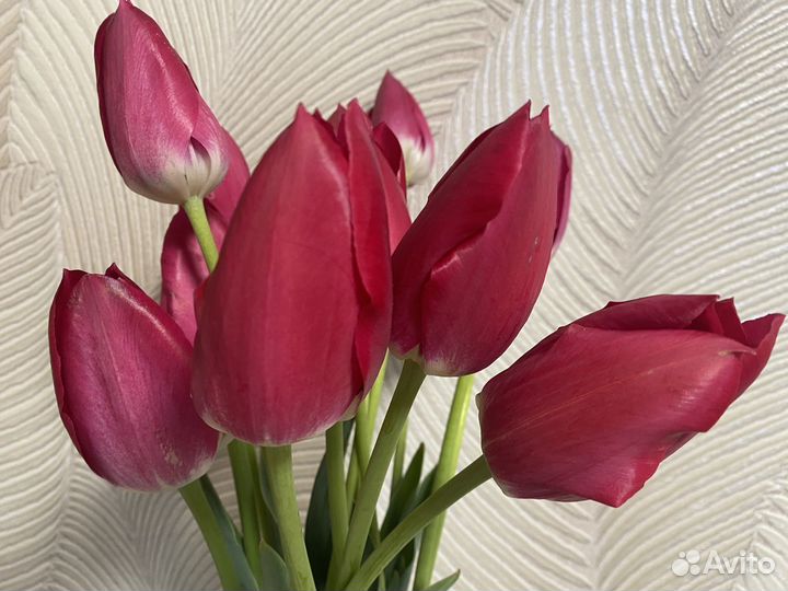 Луковицы тюльпанов