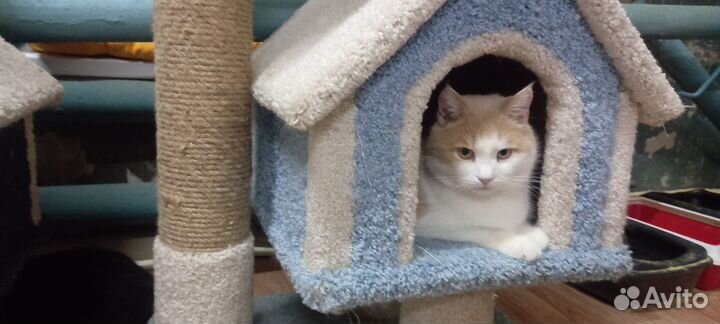 Отдам кота