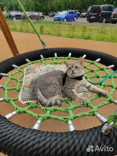 Очаровательный котенок Ксерокс ищет семью