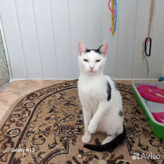 Кошечка Муля