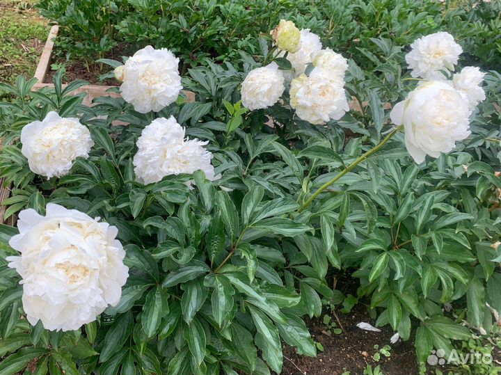 Пионы сортовые