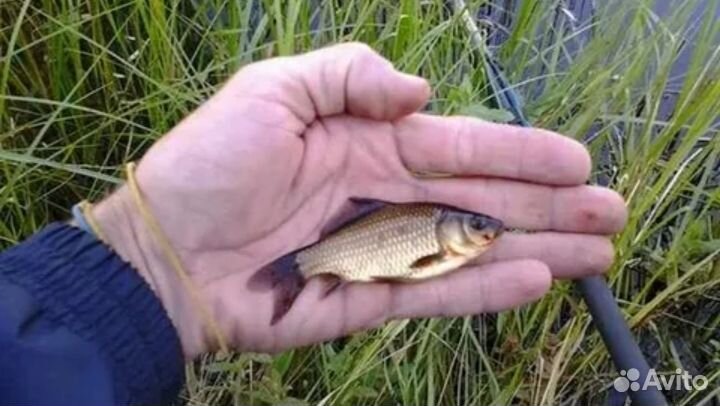 Живец (карась)