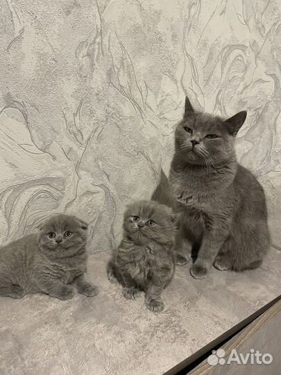 Британская