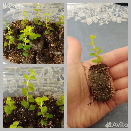 Вербейник монетчатый