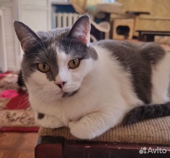 Кошка красивая очень