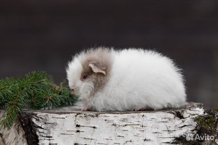 Швейцарский тедди