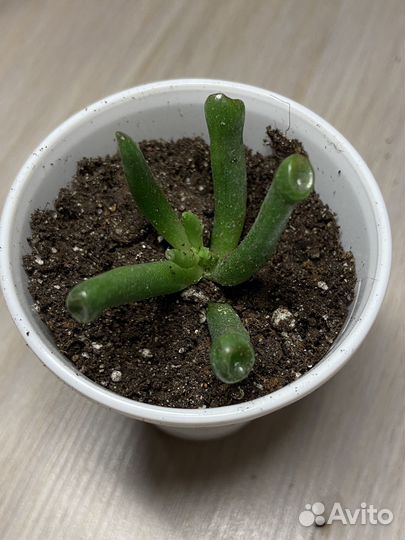 Крассула толстянка денежное дерево