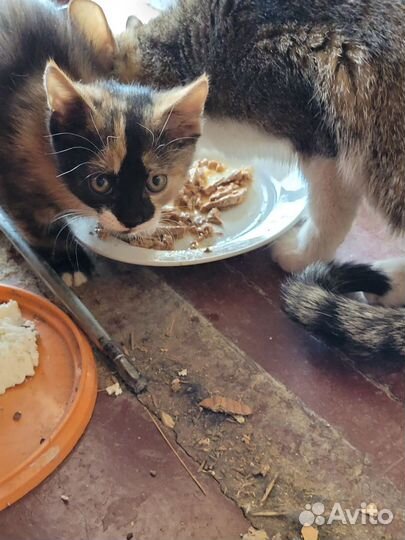 Котята