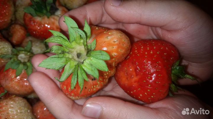 Саженцы: клубника и много других