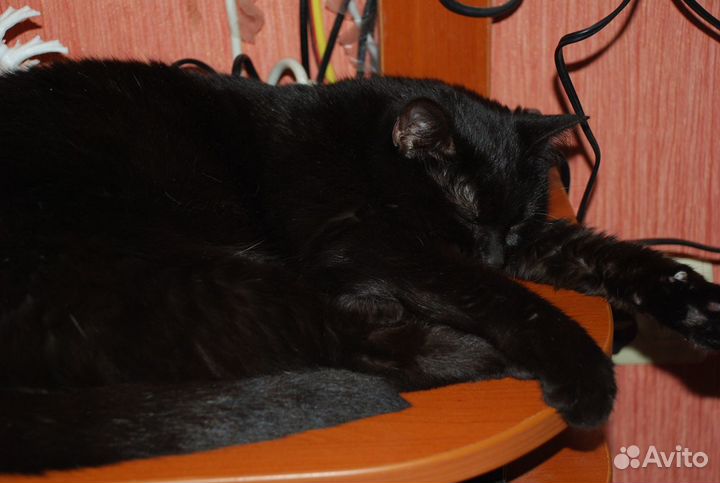 Киса в заботливые руки