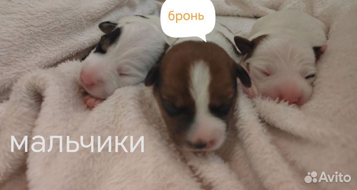 Щенки джек рассел терьер гладкошерстный