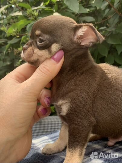 Шоколадный мальчик мини