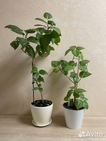 Цветок Гибискус комнатное растение