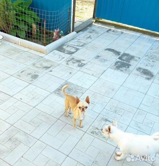 Мини Чихуахуа вязка и щенки