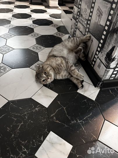 Шотландская вислоухая кошка бесплатно