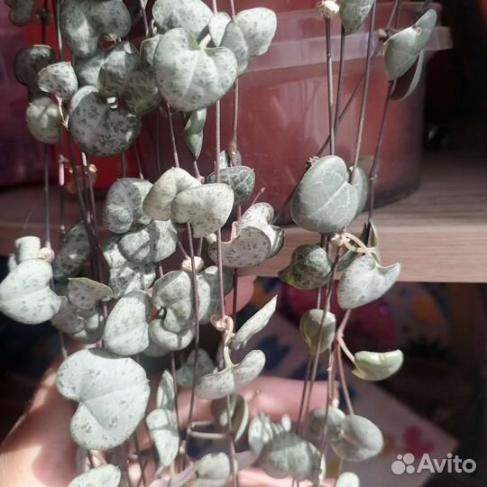 Церопегия Вуда