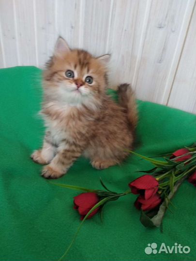 Британский длинношерстный золотой котик