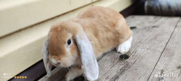 Кролики крупной мясной породы, французский баран