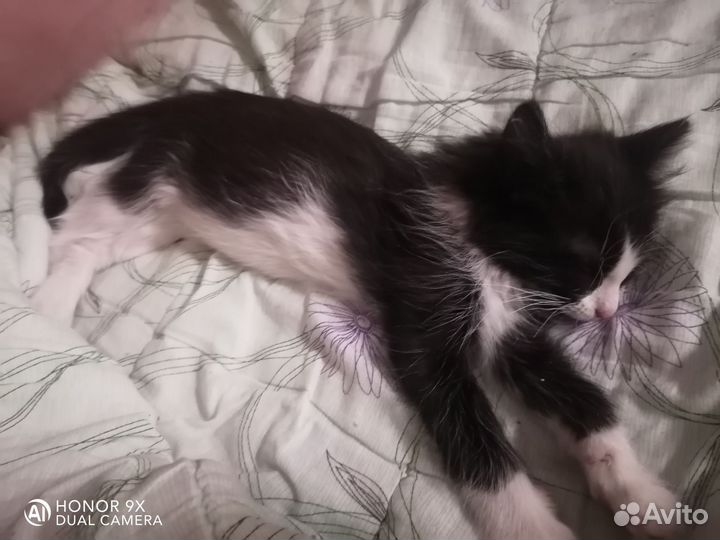 Котенок в добрые руки