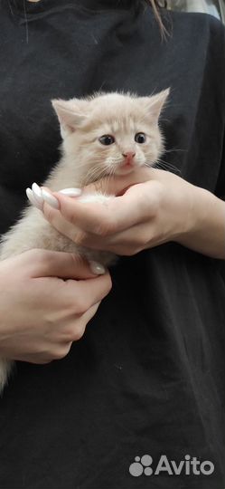 Котенок в дар бесплатно