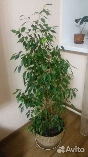 Фикус Бенжамина