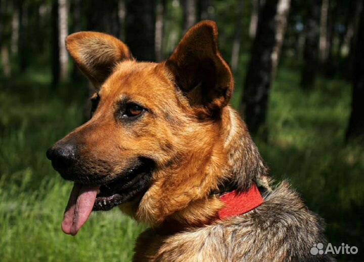 Добрая домашняя Забава мучается в приюте