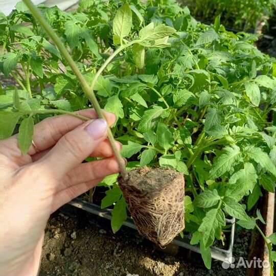 Рассада,помидор, огурцов, капусты