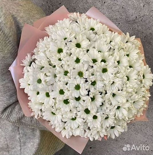 Хризантема Цветы Доставка