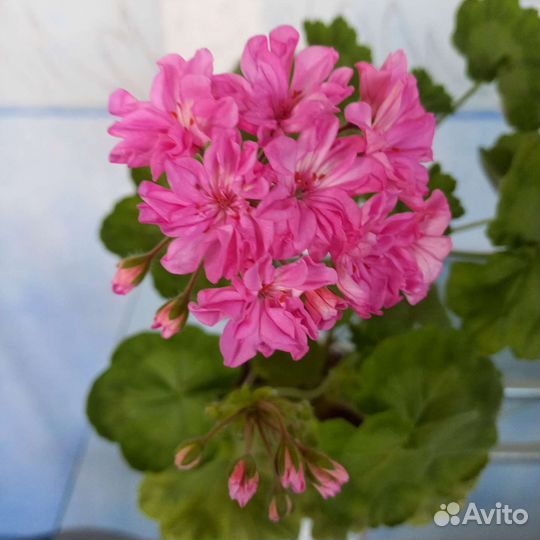 Пеларгония (герань) цветущая