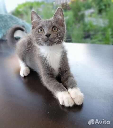 Котëнок в добрые руки