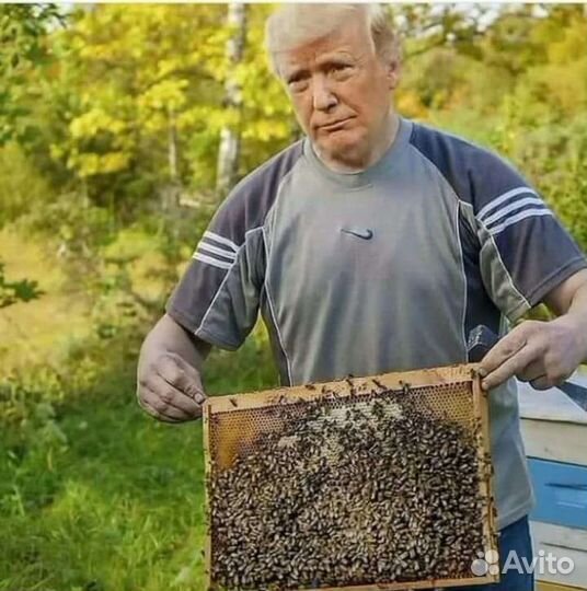 Мед натуральный Башкирия