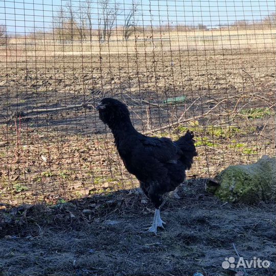 Породные куры