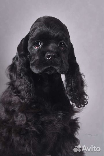 Кокер спаниель