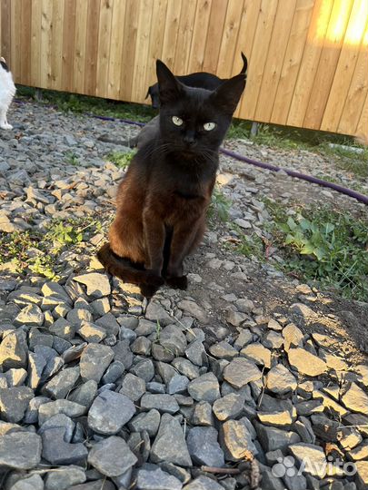 Кошки в добрые руки