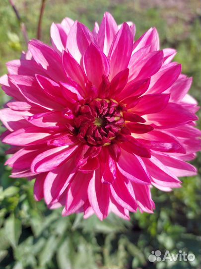 Растения для сада