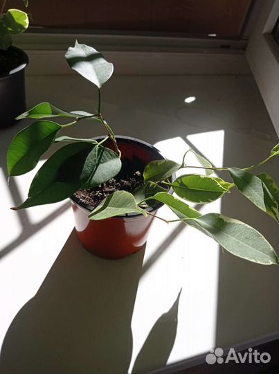 Фикус бенджамина