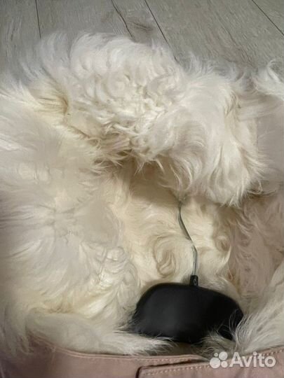 Парка Yves Salomon (раз 12 / на 10/11 лет)